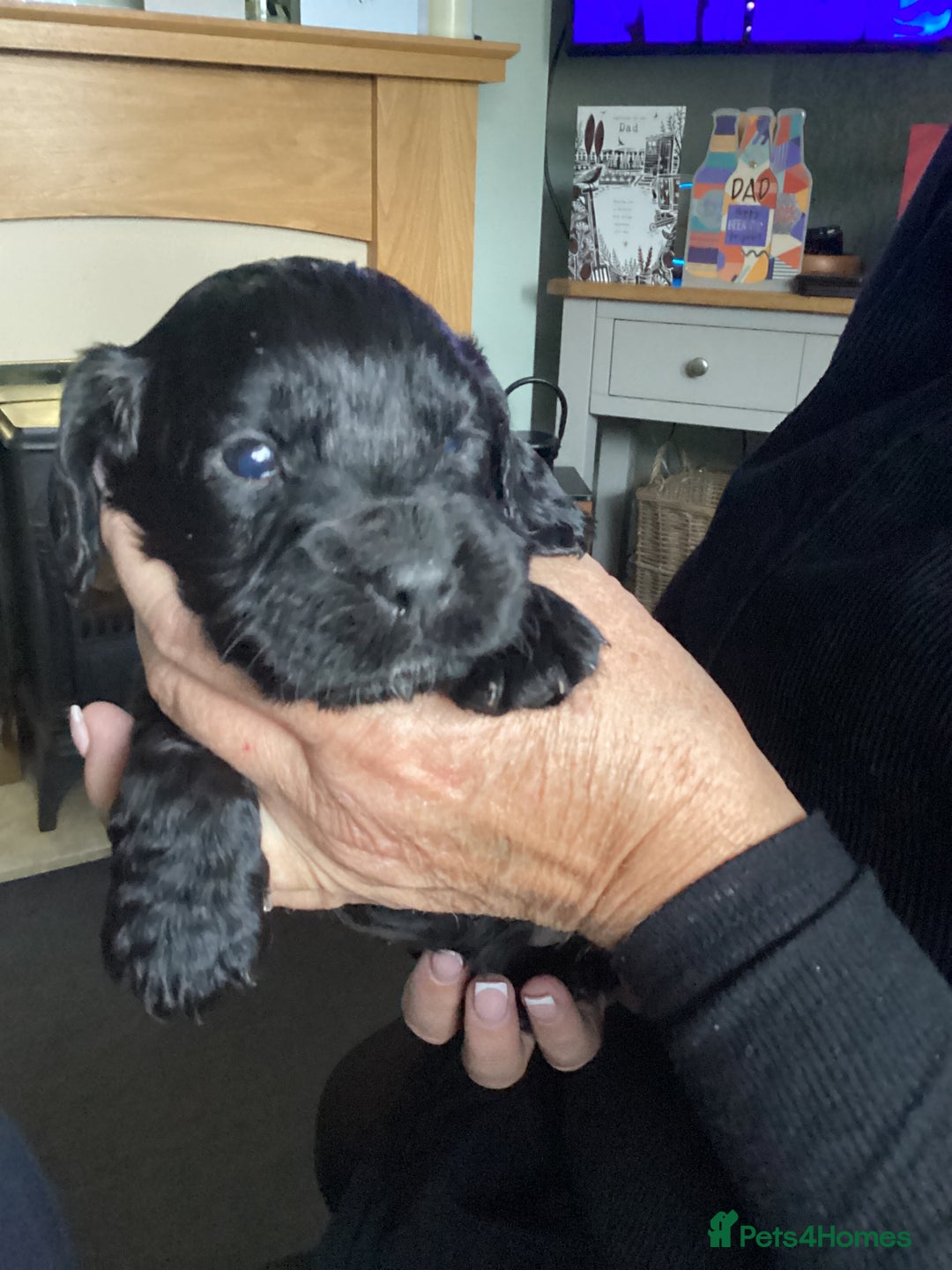 Cocker Spaniel dogs for sale: 2 bitches left - Advert 4