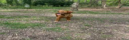 Golden Retriever dogs for sale: Beautiful Golden Retriever  - Advert 4