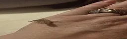 Gecko reptiles for sale: Mourning gecko  - Advert 2