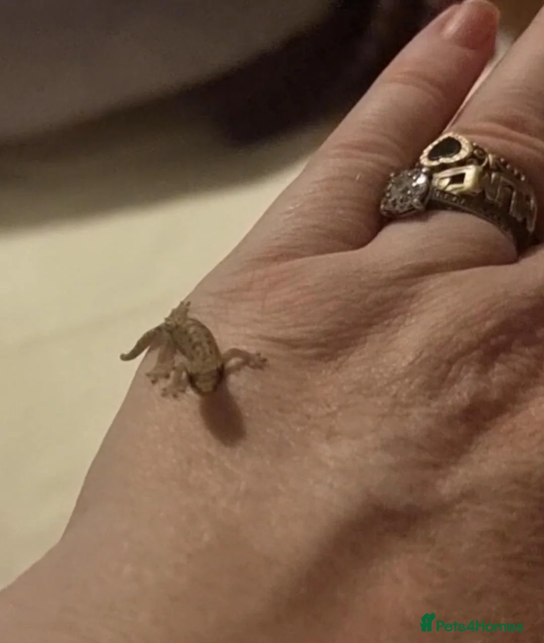 Gecko reptiles for sale: Mourning gecko  - Advert 2