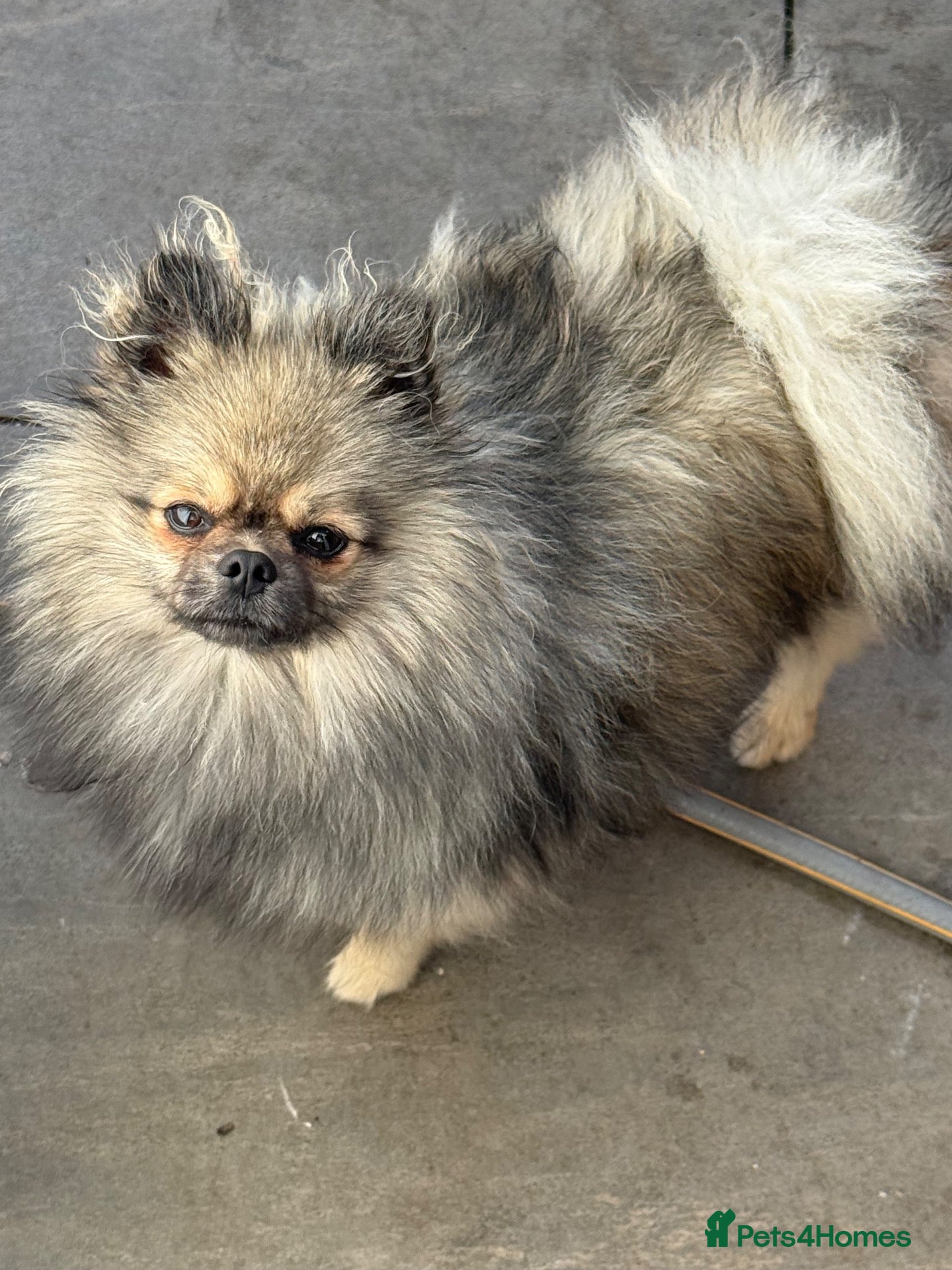 Pomeranian dogs Pomeranian MALE - ROCCO - Advert 1