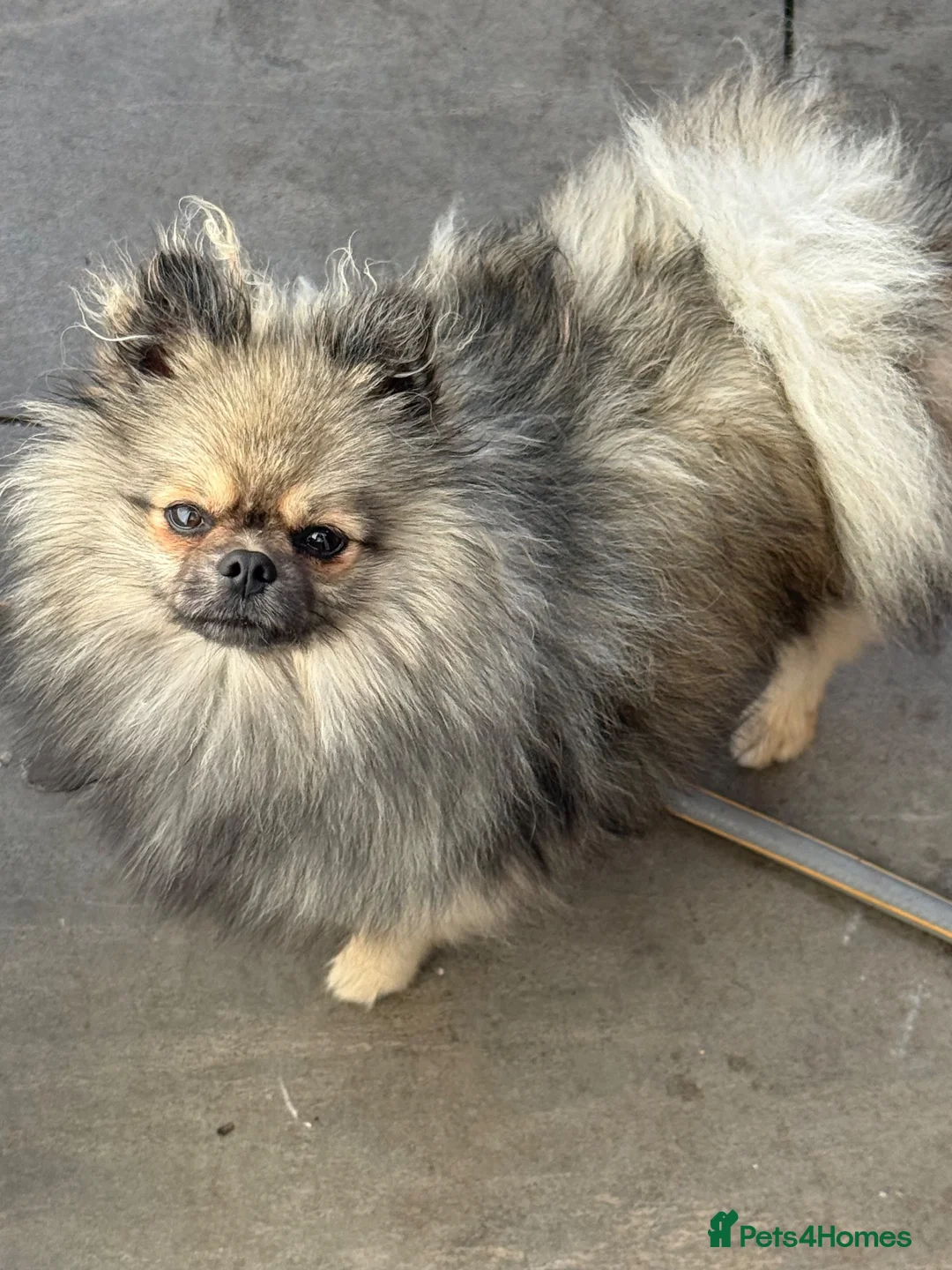 Pomeranian dogs for sale: Pomeranian MALE - ROCCO in Guildford - Advert 1