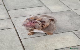 English Bulldog dogs for sale: 3 Year old Beautiful Lilac and Tan Male - Image 3