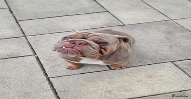 English Bulldog dogs - Advert 1