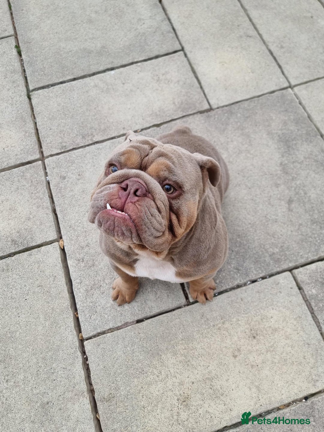 English Bulldog dogs for sale: 3 Year old Beautiful Lilac and Tan Male - Image 3
