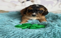Cockapoo dogs for sale: F1 Cockapoo’s **fully DNA tested** - Image 16