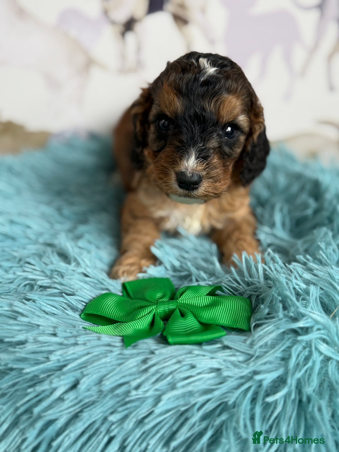 Cockapoo dogs for sale: F1 Cockapoo’s **fully DNA tested** - Image 16