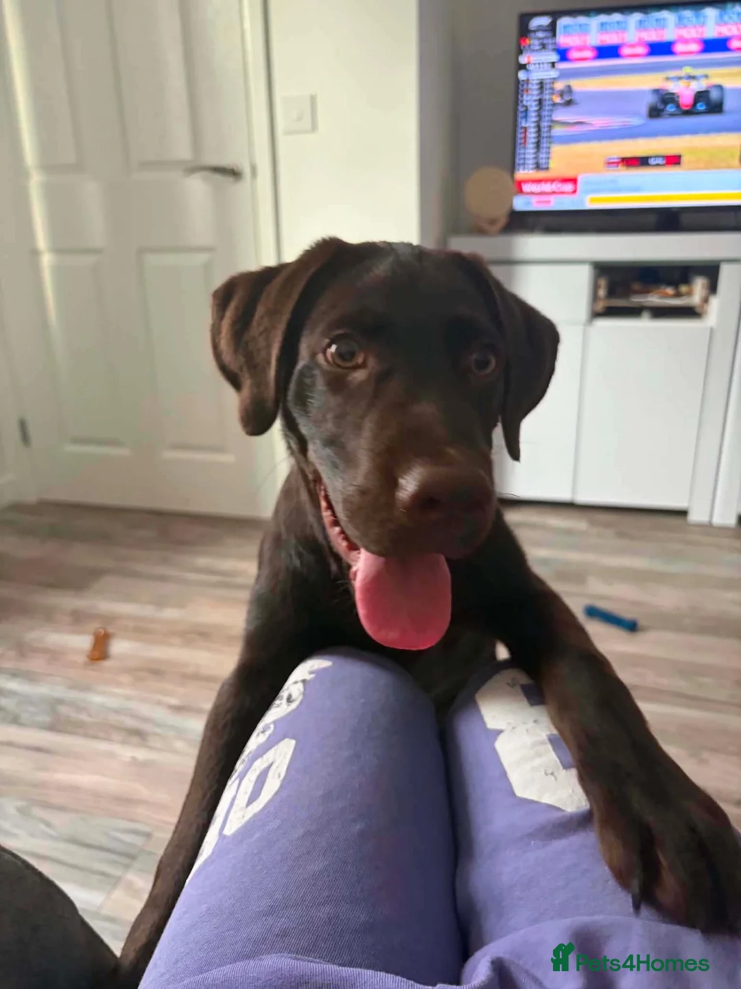 Labrador Retriever dogs for sale: Carlos in Ellesmere Port - Advert 4