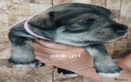 Miniature Schnauzer dogs for sale: Beautiful miniature shnauzers  - Image 12
