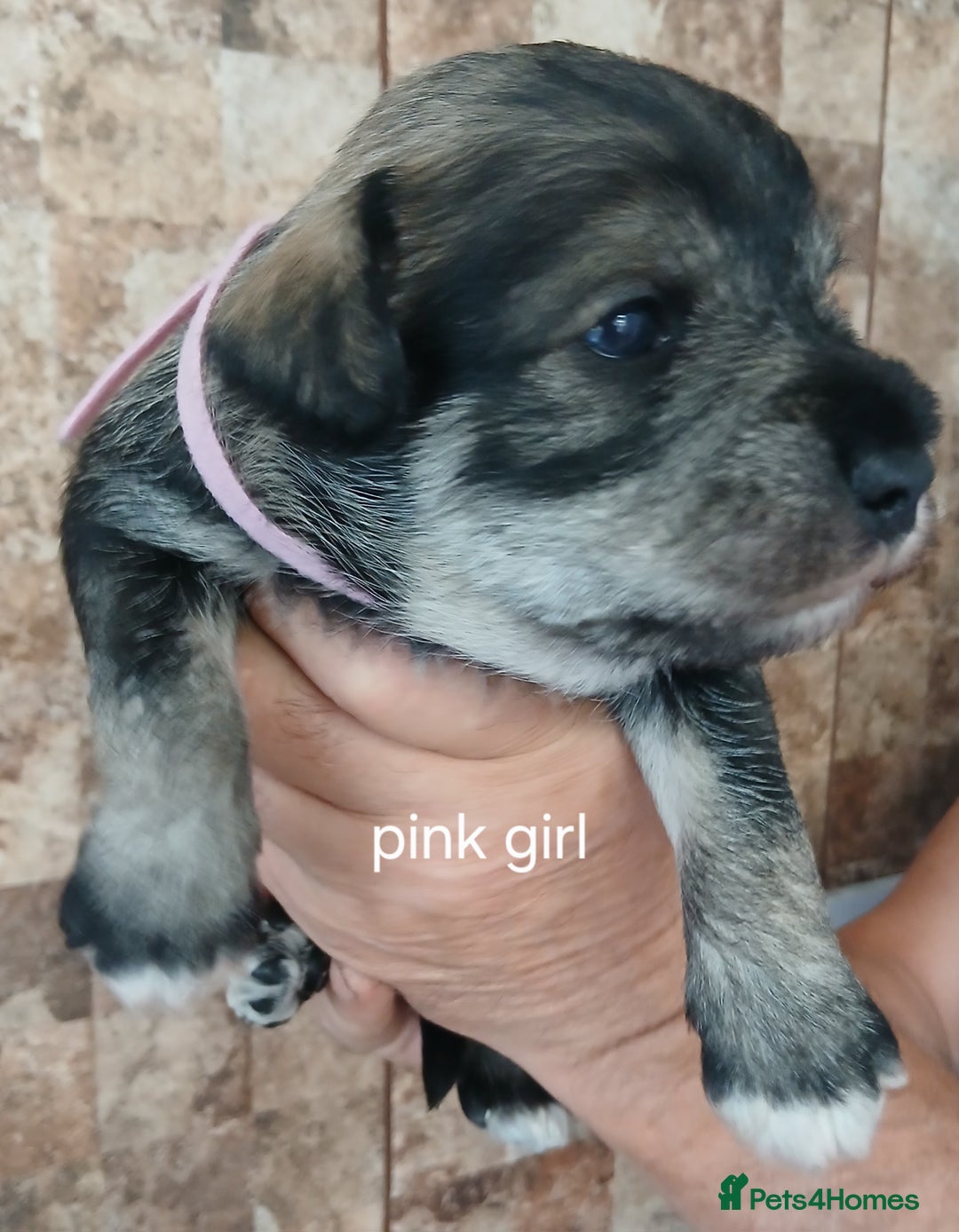 Miniature Schnauzer dogs for sale: Beautiful miniature shnauzers  - Image 12