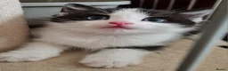 Mixed Breed cats for sale: Beautiful Plush, Fluffy Kittens - RAGBRITS CROSS - Advert 21