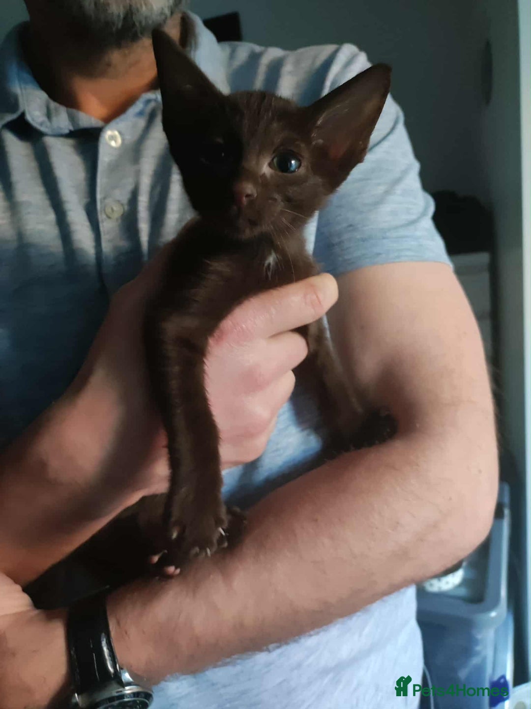 Siamese cats for sale: Siamese x rex cross kittens - Advert 7