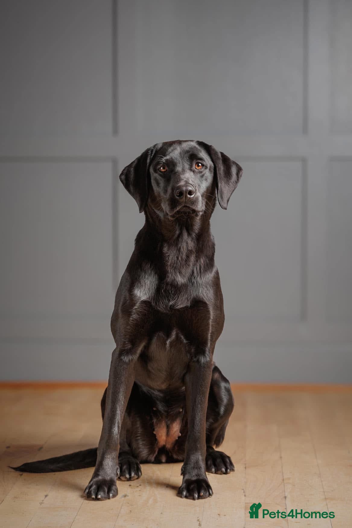 Labrador Retriever dogs Labrador puppies  - Advert 5