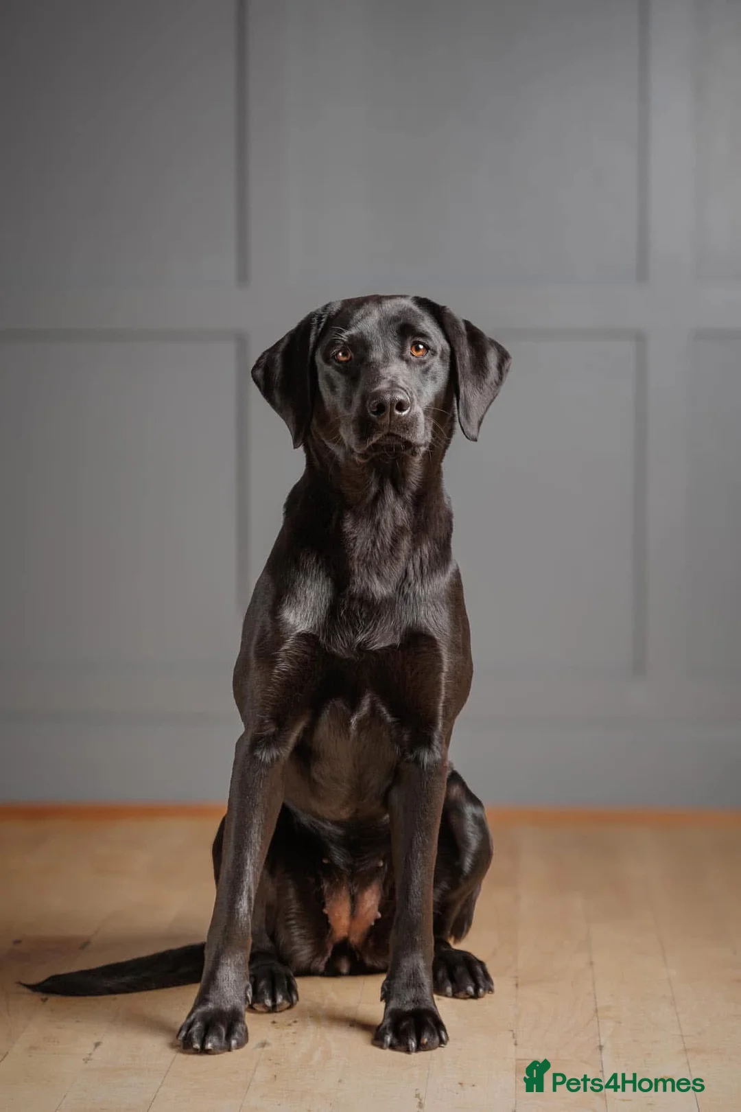 Labrador Retriever dogs for sale: Labrador puppies  in Banff - Advert 1