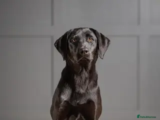 Labrador Retriever dogs Labrador puppies - Advert 2