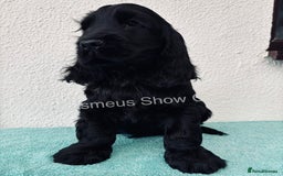 Cocker Spaniel dogs for sale: READY NOW Last boy, import line show cockers - Image 16