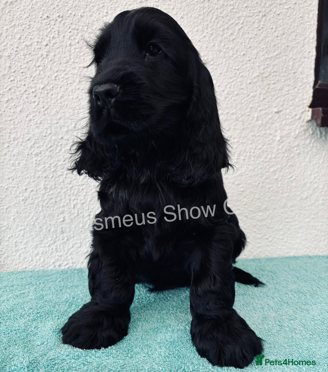 Cocker Spaniel dogs for sale: READY NOW Last boy, import line show cockers - Image 16
