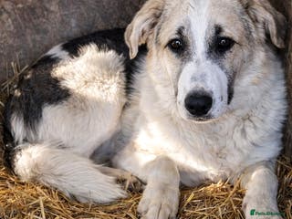 Mixed Breed dogs 🐾 TEDDY - Big, Gentle & Full of Quiet Love 🤍🐶 - Advert 7
