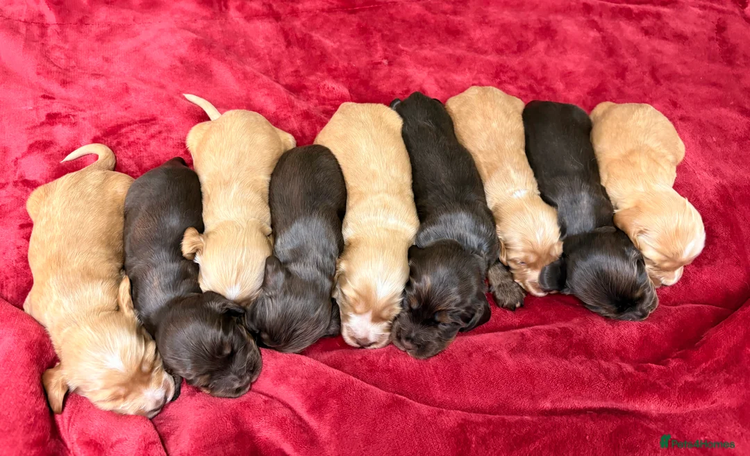 Cocker Spaniel dogs for sale: 🤎🧡 Show Cocker Spaniel Puppies For Sale - Advert 6