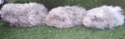 Guinea Pig rodents for sale: Male guinea pig Boys  - Advert 9