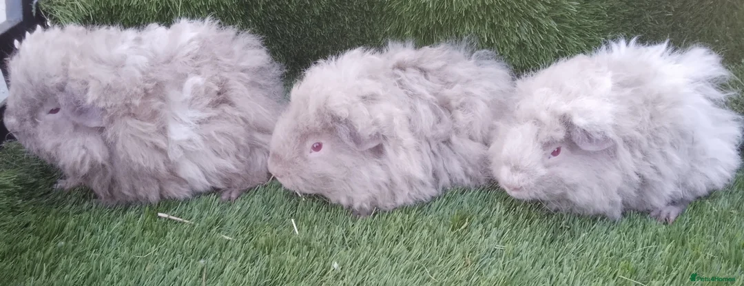 Guinea Pig rodents for sale: Male guinea pig Boys  - Advert 9