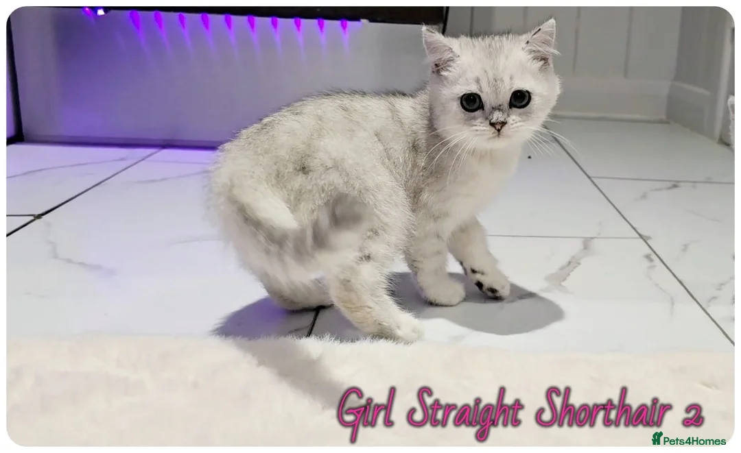 Scottish Fold cats for sale: Scottish Straight Girls kittens - Advert 2