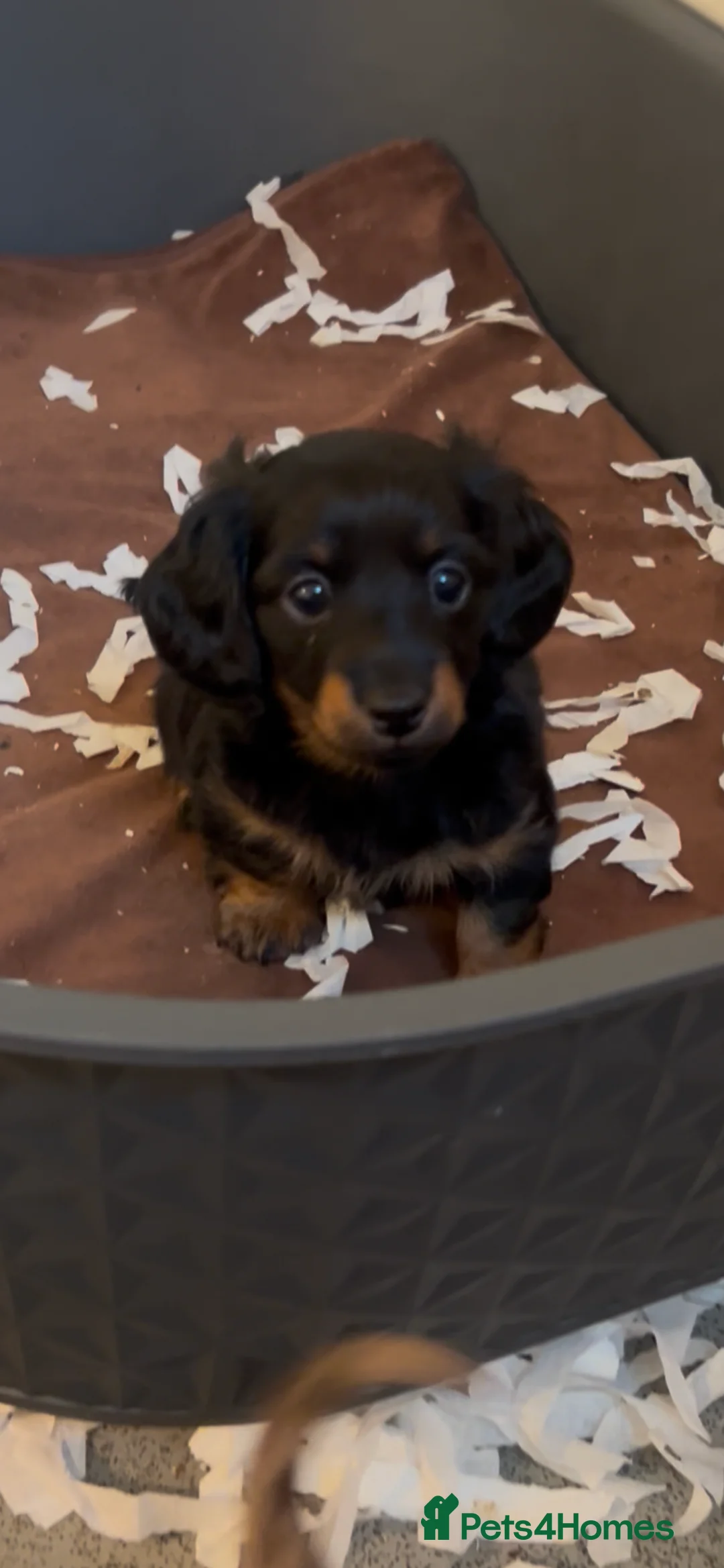 Miniature Dachshund dogs for sale: Dachshund (Miniature) beautiful Puppies  - Advert 8