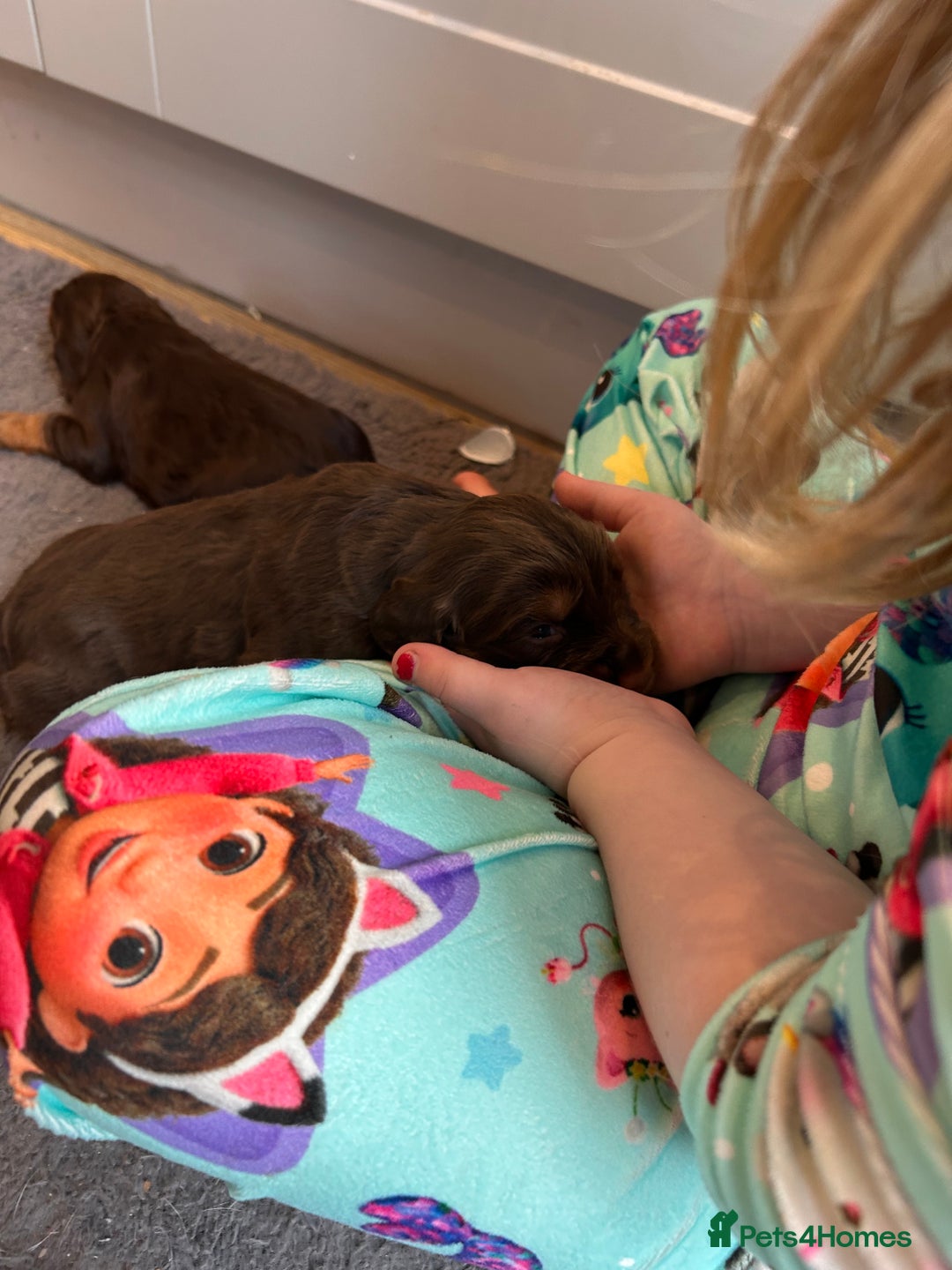 Cocker Spaniel dogs for sale: Choc and tan working cockers  - Advert 3