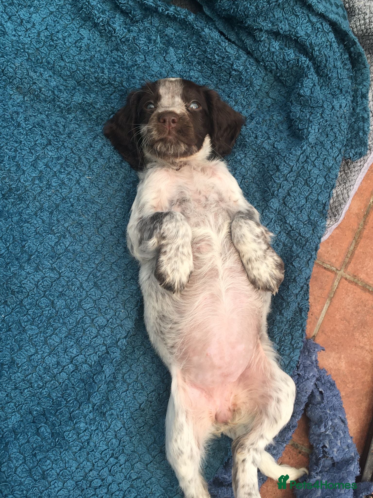 Sprocker dogs last puppy left brown eyed blue eyed girl sprocker - Advert 1