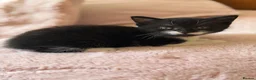 Mixed Breed cats for sale: Kittens Looking for Their Forever Homes!  - Advert 25