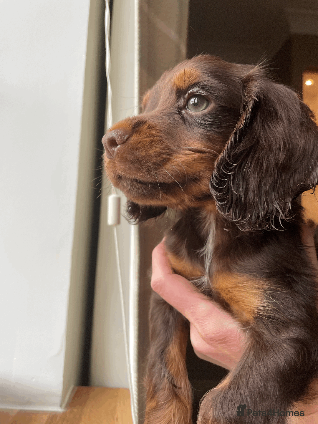 Cocker Spaniel dogs for sale: Cocker Spaniel Pups Outstanding Pedigree Lines! - Advert 27