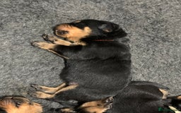 Rottweiler dogs for sale: AMAZING PEDIGREE REGISTERED ROTTWEILER PUPPIES - Image 6
