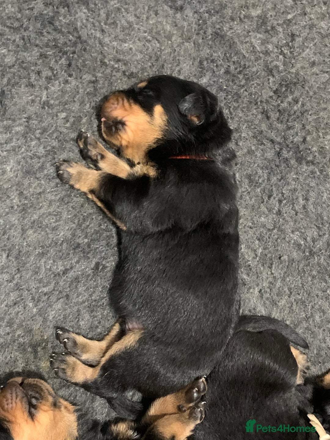Rottweiler dogs for sale: AMAZING PEDIGREE REGISTERED ROTTWEILER PUPPIES - Image 6