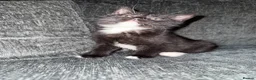 Scottish Fold cats for sale: Beautiful Scottish Fold Mix Kittens 2 Girls 1 boy in Wallington - Advert 28