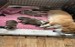 Welsh Corgi Pembroke dogs for sale: Beautiful Pembroke Corgi Pups - Image 11