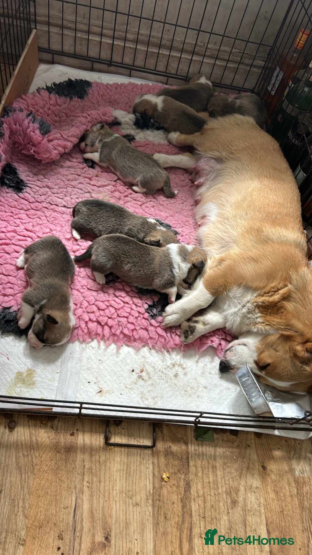 Welsh Corgi Pembroke dogs for sale: Beautiful Pembroke Corgi Pups - Image 11