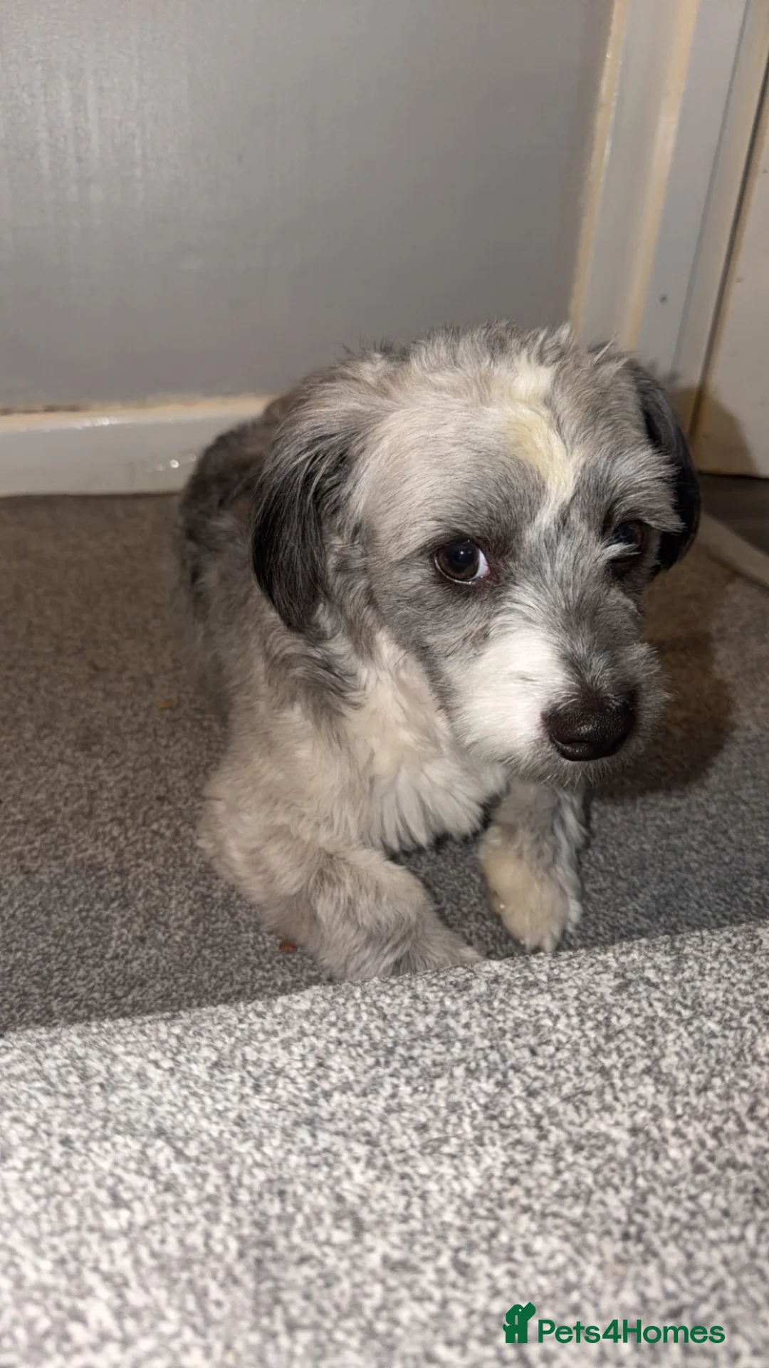 Jack Chi dogs for sale: Lucky in Swindon - Advert 2