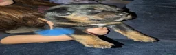 Boxweiler dogs for sale: Boxer x Rottweiler puppies  - Advert 6