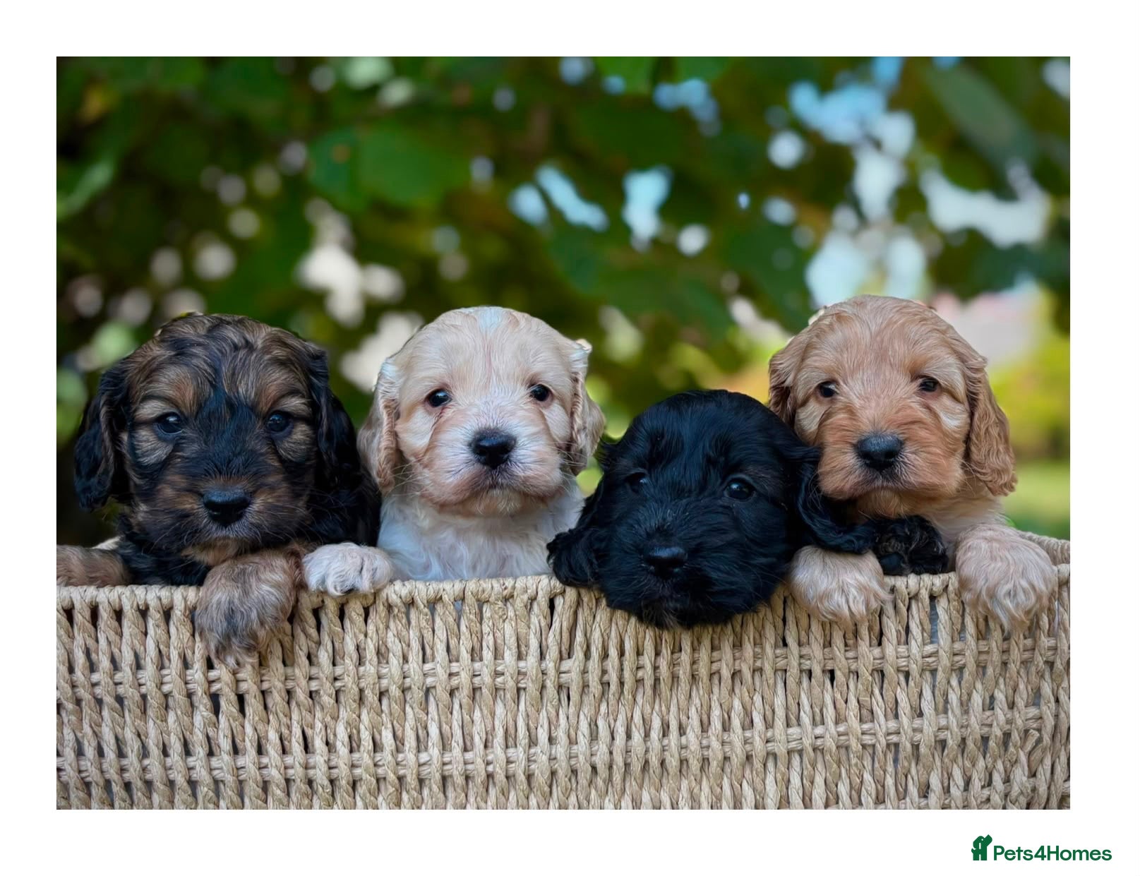 Cockapoo dogs Quality F1 Cockapoo puppies - Advert 1