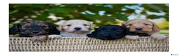 Cockapoo dogs for sale: Quality F1 Cockapoo puppies - Advert 2