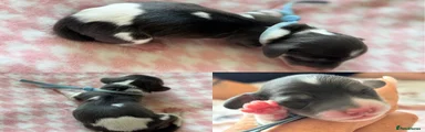 Blue Piebald Long Haired Miniature Dachshund