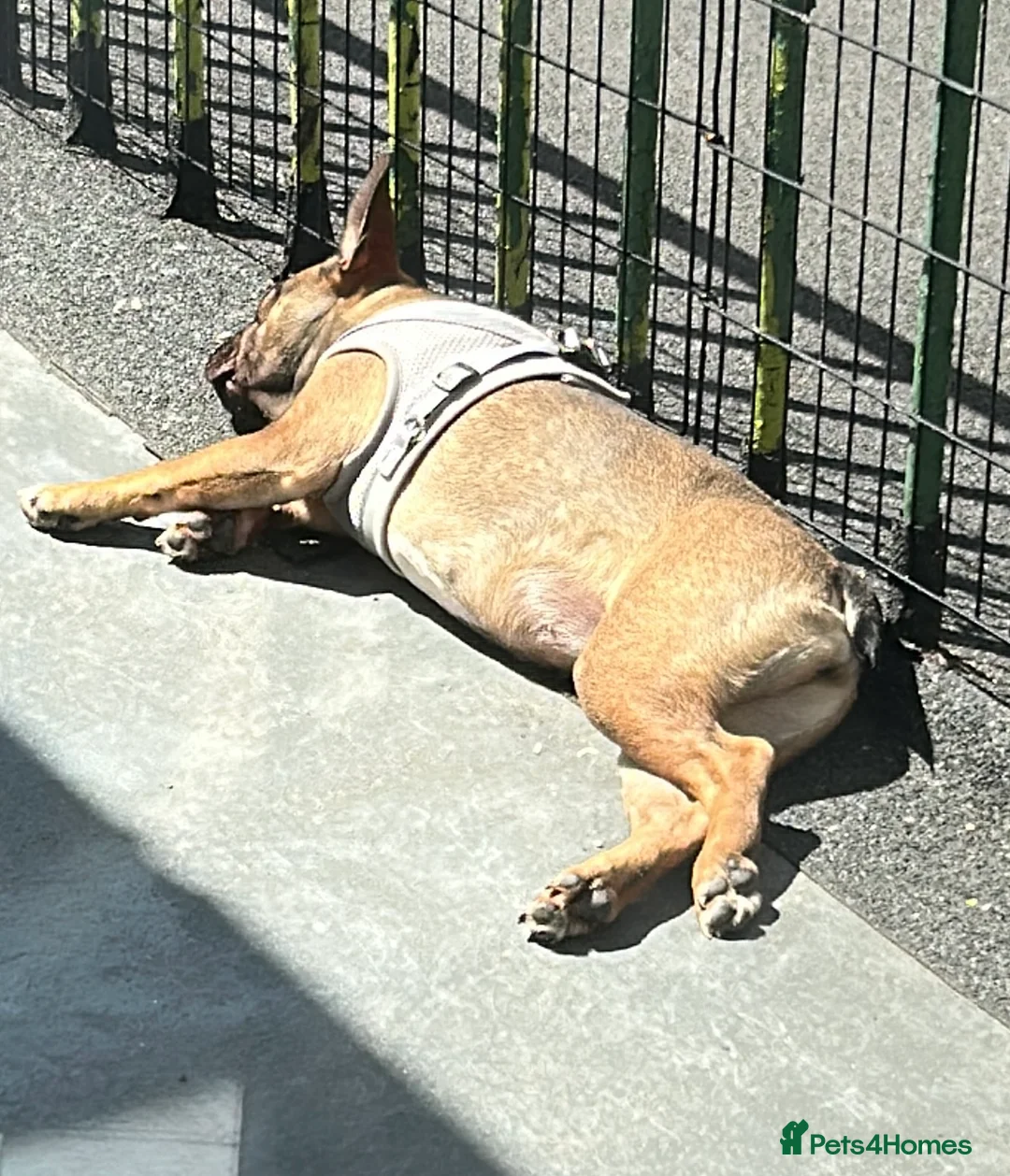 French Bulldog dogs for sale: Poppy - Advert 8