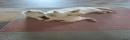 Ragdoll cats for sale: RARE FAWN POINT KITTENS - Advert 5