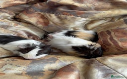 Guinea Pig rodents for sale: LONG HAIRED GUINEA PIGS 2 Boys 1 Girl - Image 14