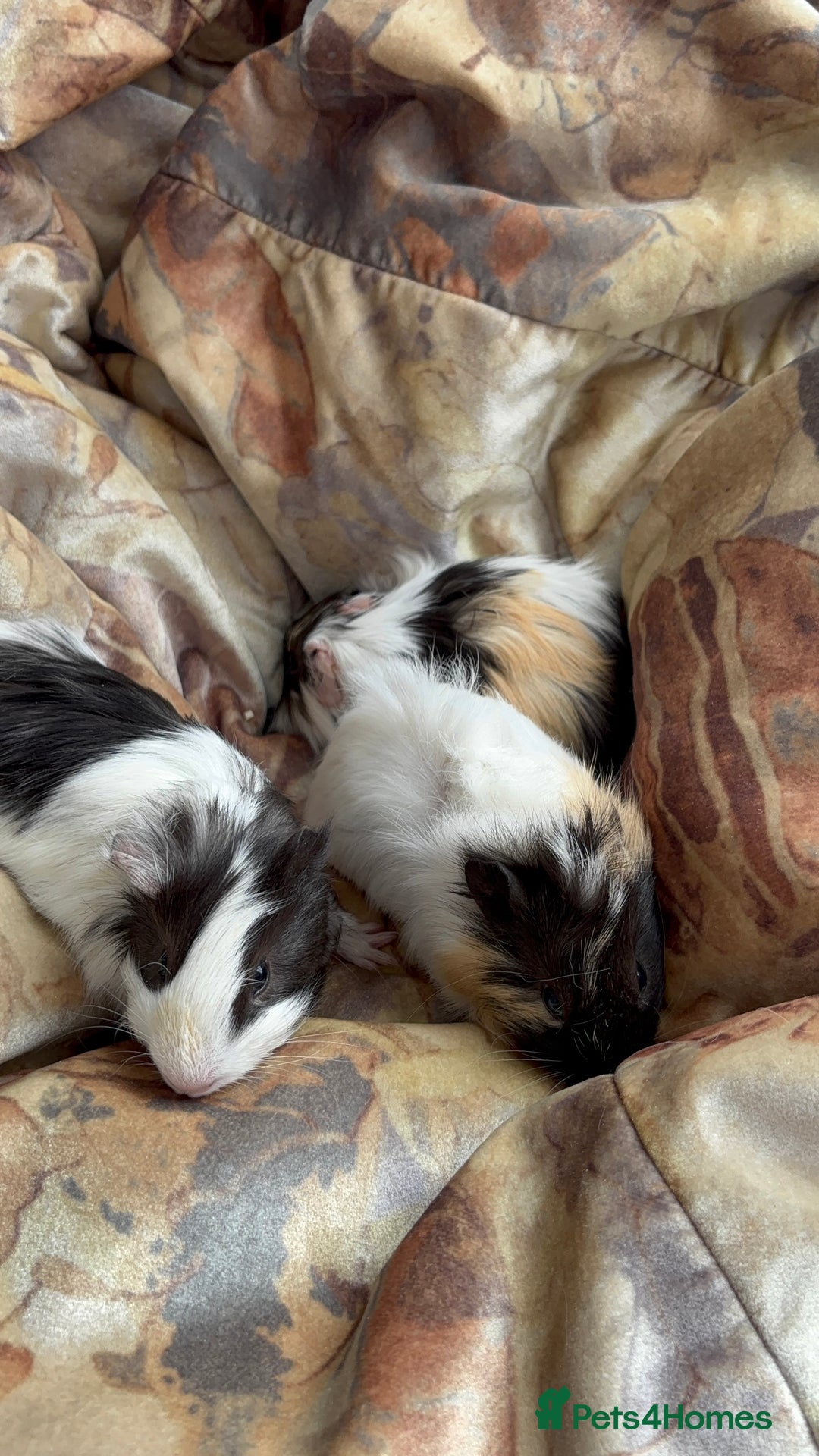 Guinea Pig rodents for sale: LONG HAIRED GUINEA PIGS 2 Boys 1 Girl - Image 14