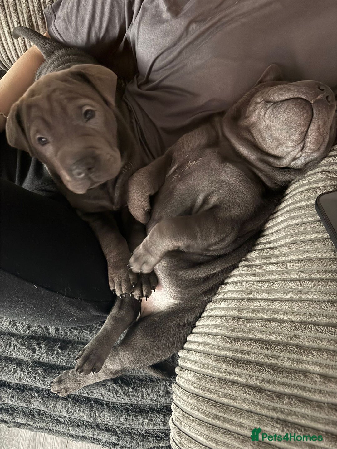 Mixed Breed dogs for sale: 2 female Shar Pei cross spaniel pups  - Advert 8