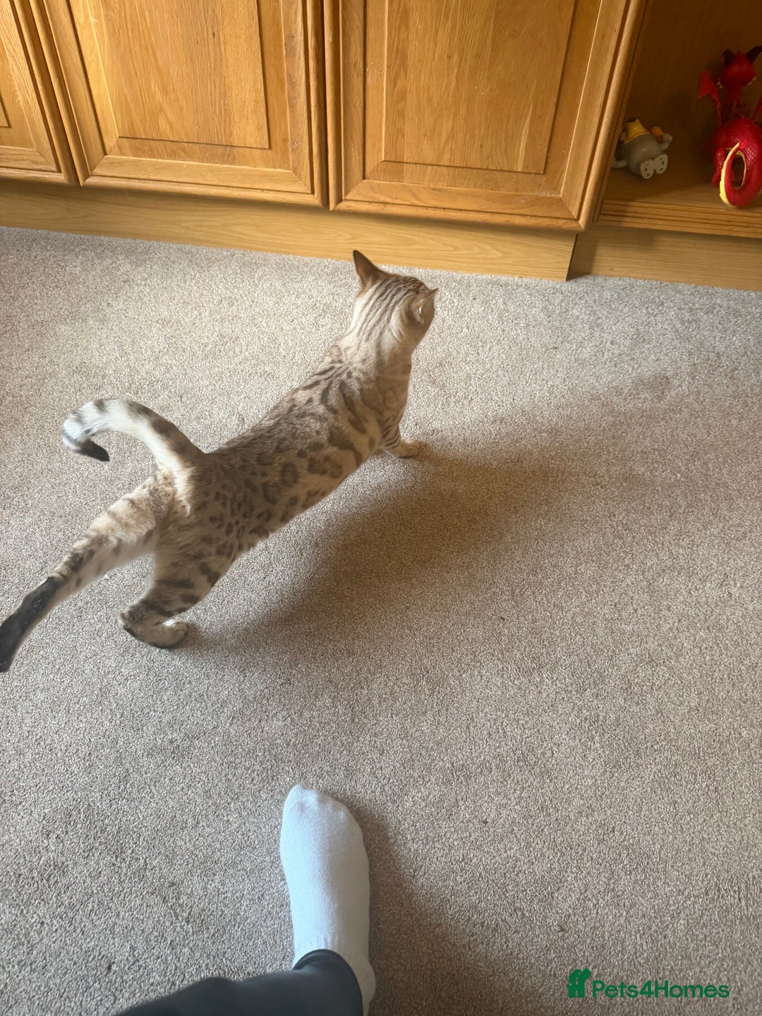Bengal cats for sale: Tics active mink carrier of blue female  - Advert 3
