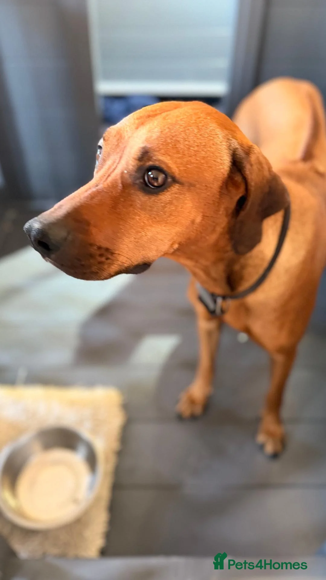 Mixed Breed dogs for sale: Rhodesian Ridgeback x Fox Red Labrador  - Advert 1