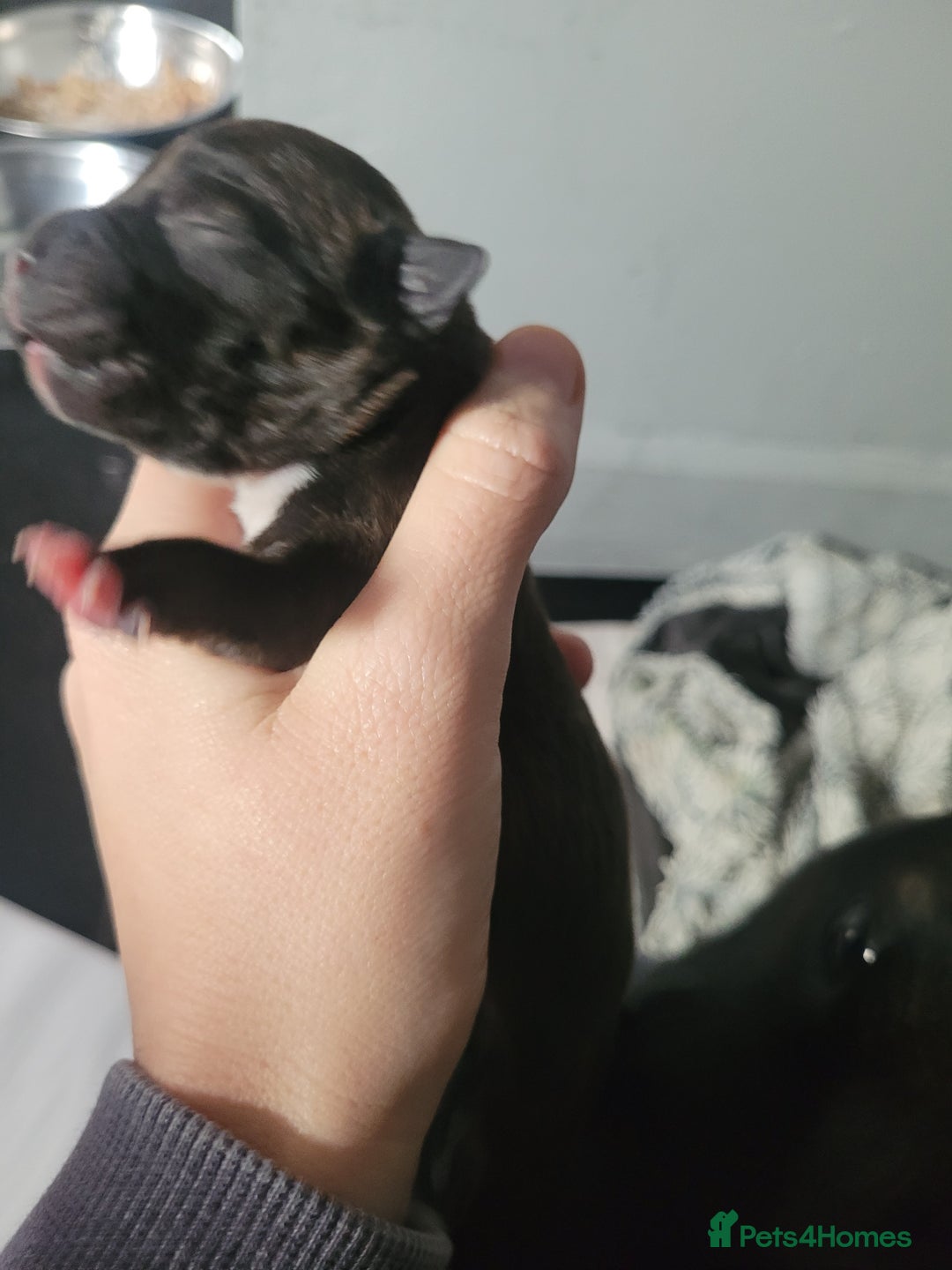 Mixed Breed dogs for sale: Staffie cross mastiff  - Image 9