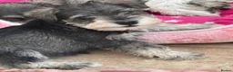 Miniature Schnauzer dogs for sale: MINIATURE SCHNAUZER PUPPIES READY NOW TO LEAVE  - Advert 12